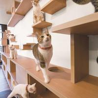 大建工業、猫共生用の建材拡充