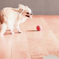 朝日ウッドテック、愛犬に優しい天然木仕上げの床