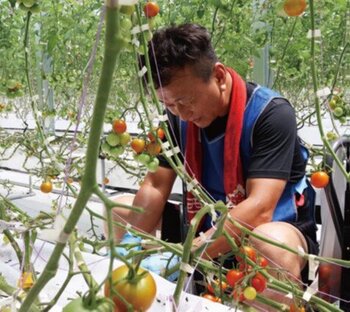 栽培しているトマトと大谷社長