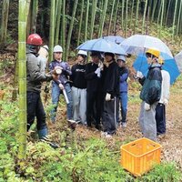 エスクリエイト、メンマづくりで放置竹林解消