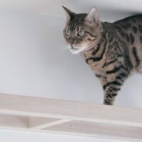 オンテック、新規事業で猫共生賃貸