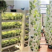 ベトナム、屋上で都市型農園を運営【グローバルニュース】
