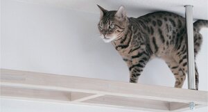 オンテック、新規事業で猫共生賃貸