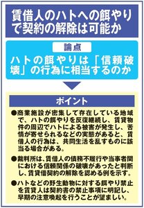 ハトの餌やりと信頼関係の破壊
